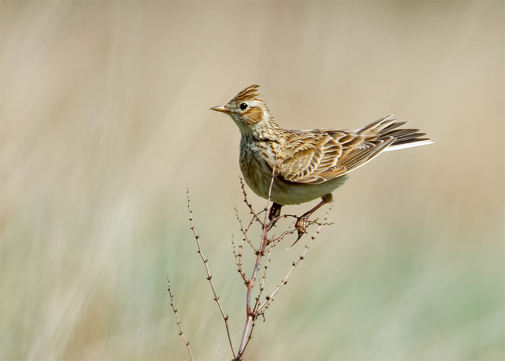 Skylark