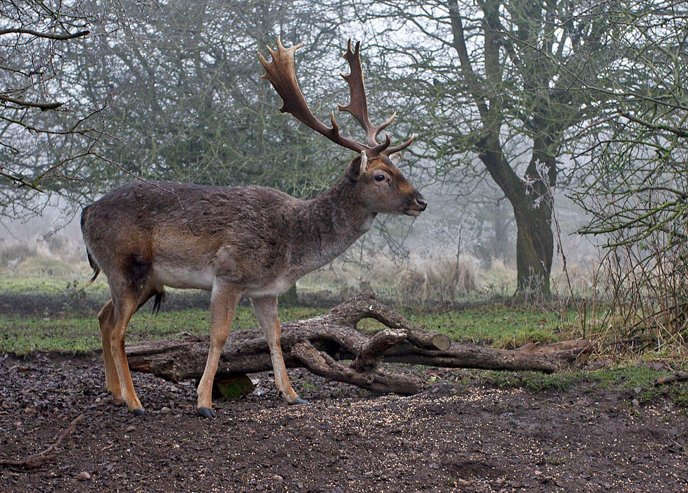 Fallow Deer