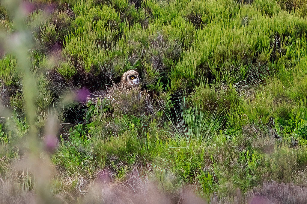 Short-eared Owl