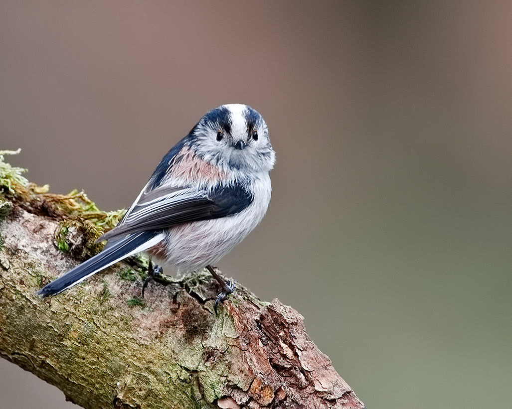 Long-tailed Tit