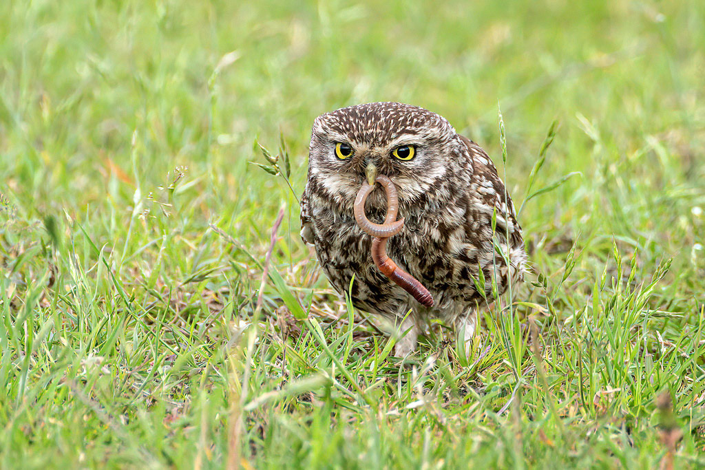 Little Owl