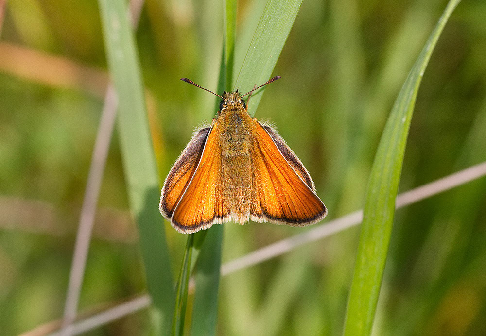 Small Skipper
