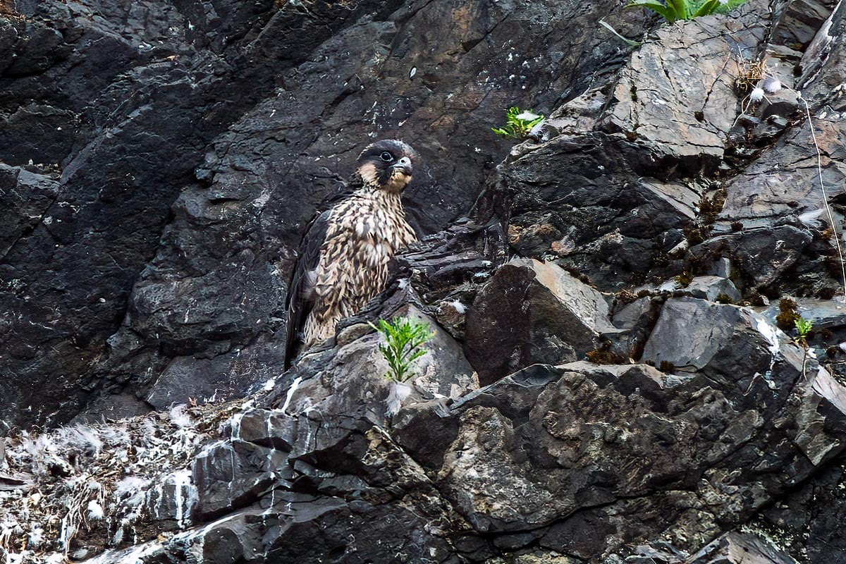 Peregrine