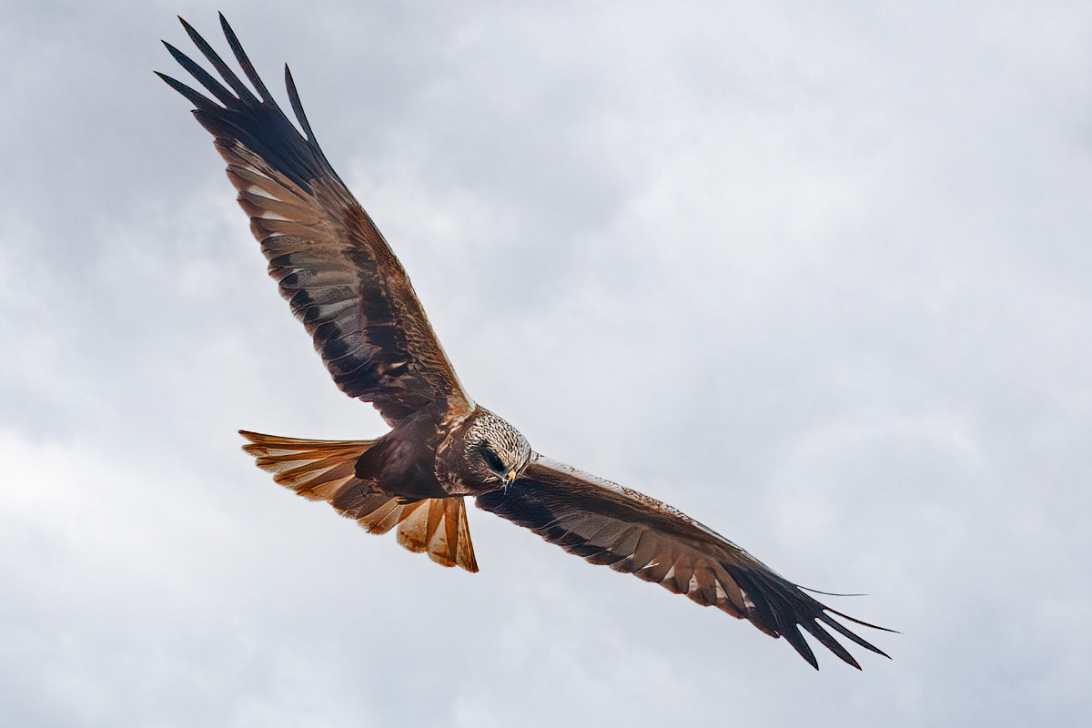 Marsh Harrier