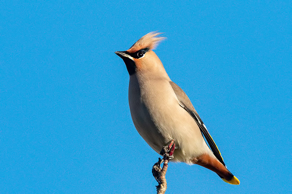Waxwing