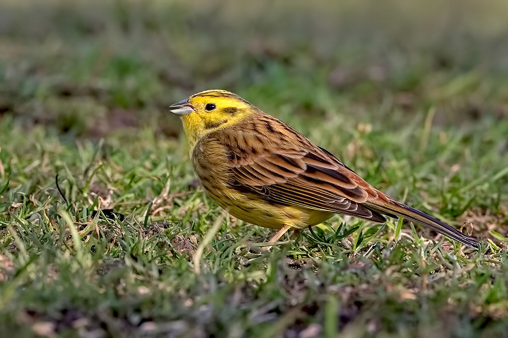 Yellowhammer