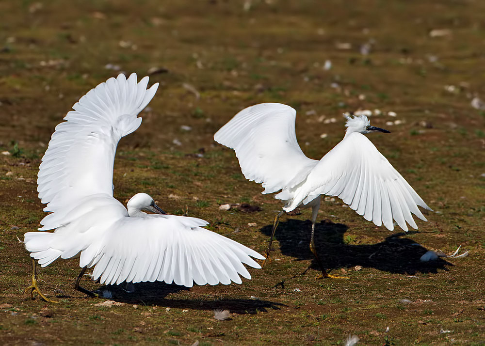 Little Egret