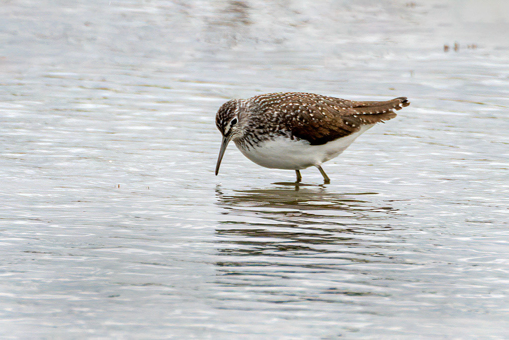 Green Sandpiper