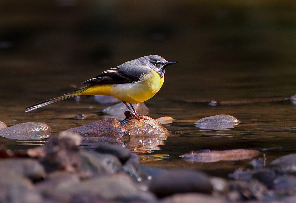 Grey Wagtail