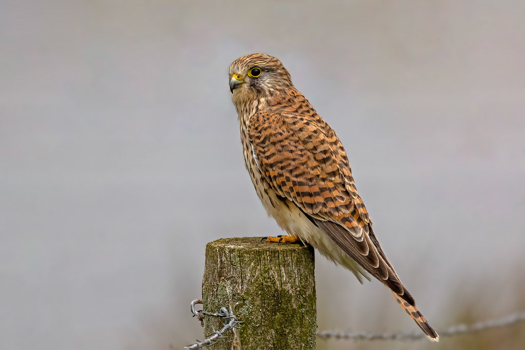 Kestrel