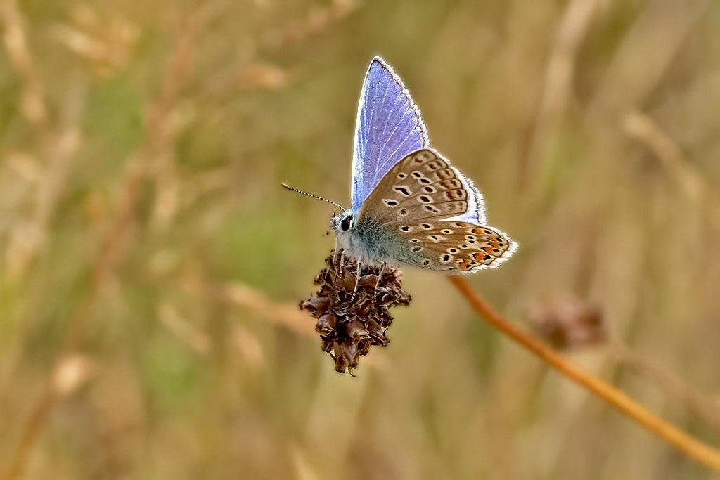 Common Blue