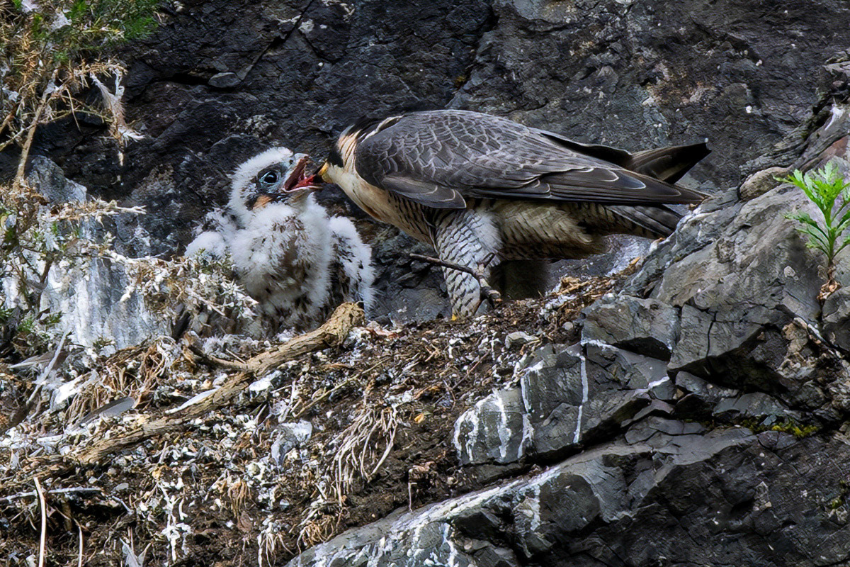 Peregrine