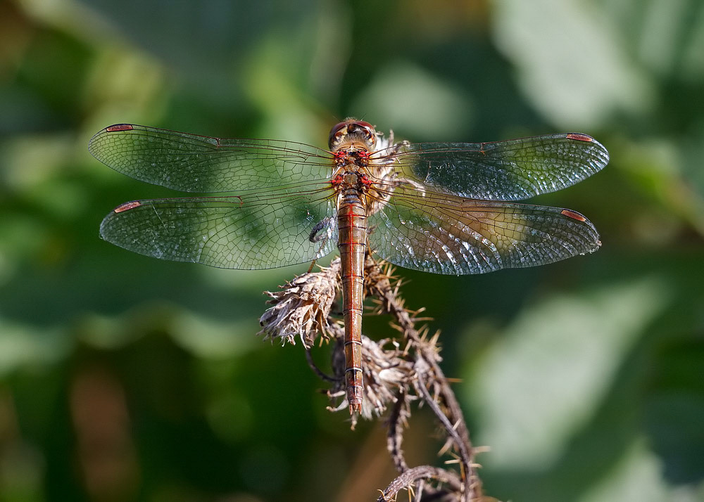 Ruddy Darter