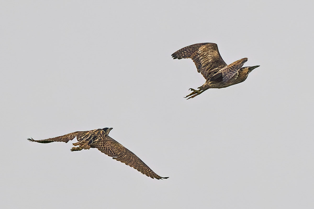 Bittern