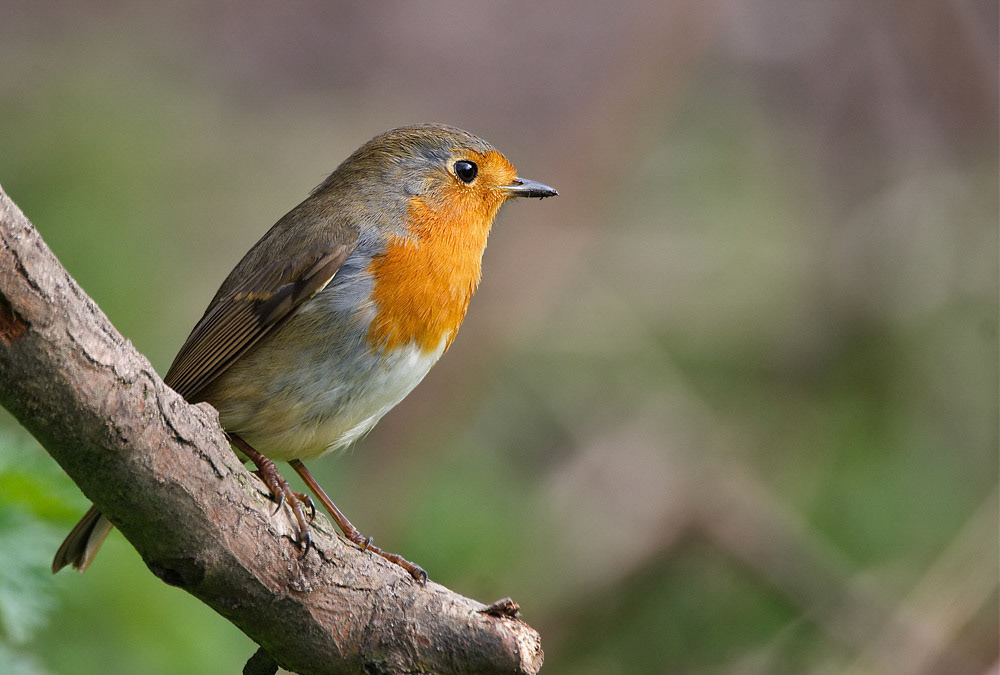 Robin