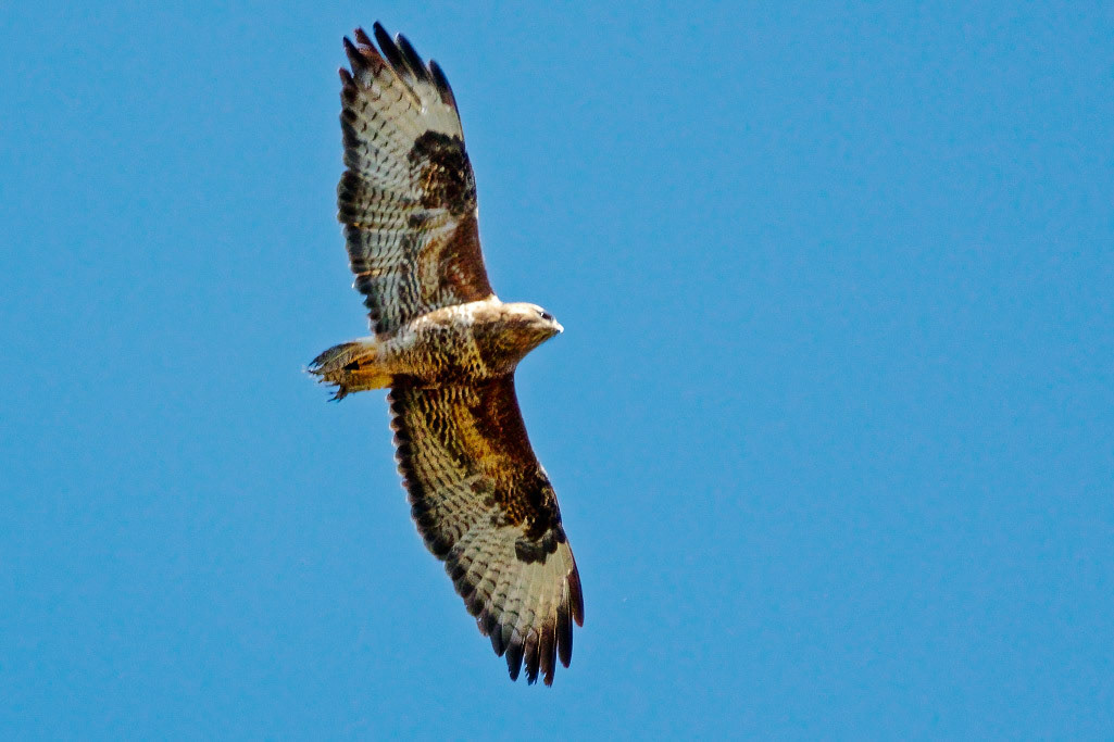 Common Buzzard