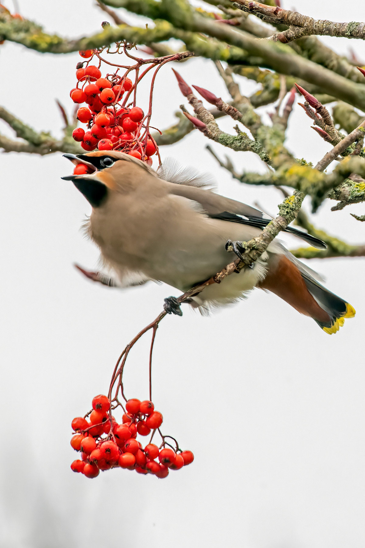 Waxwing