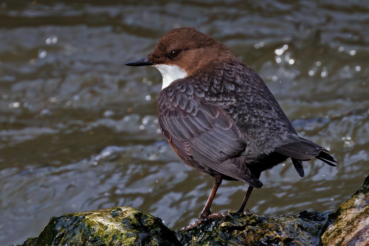 White-throated Dipper
