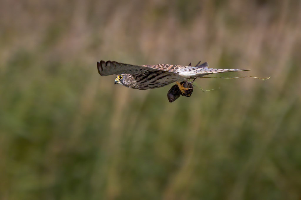 Kestrel