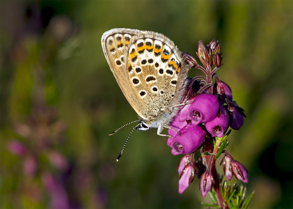 Silver-studded Blue