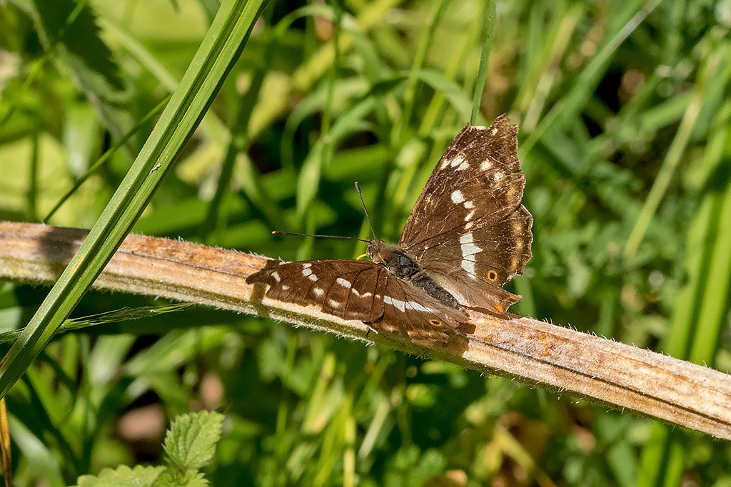 Purple Emperor