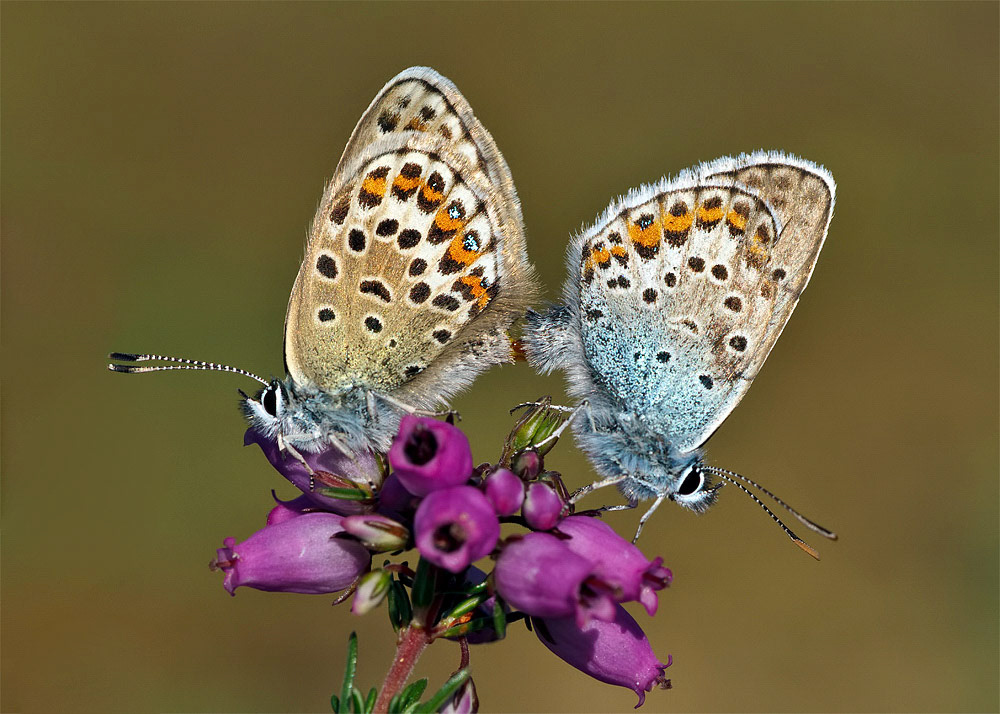 Silver-studded Blue