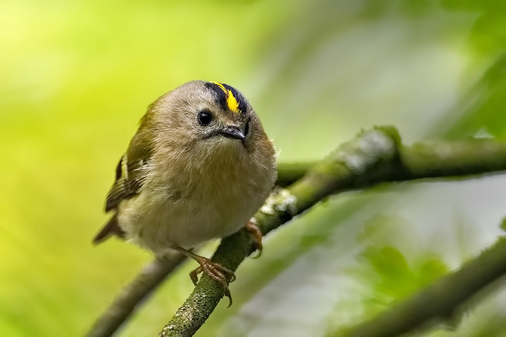 Goldcrest