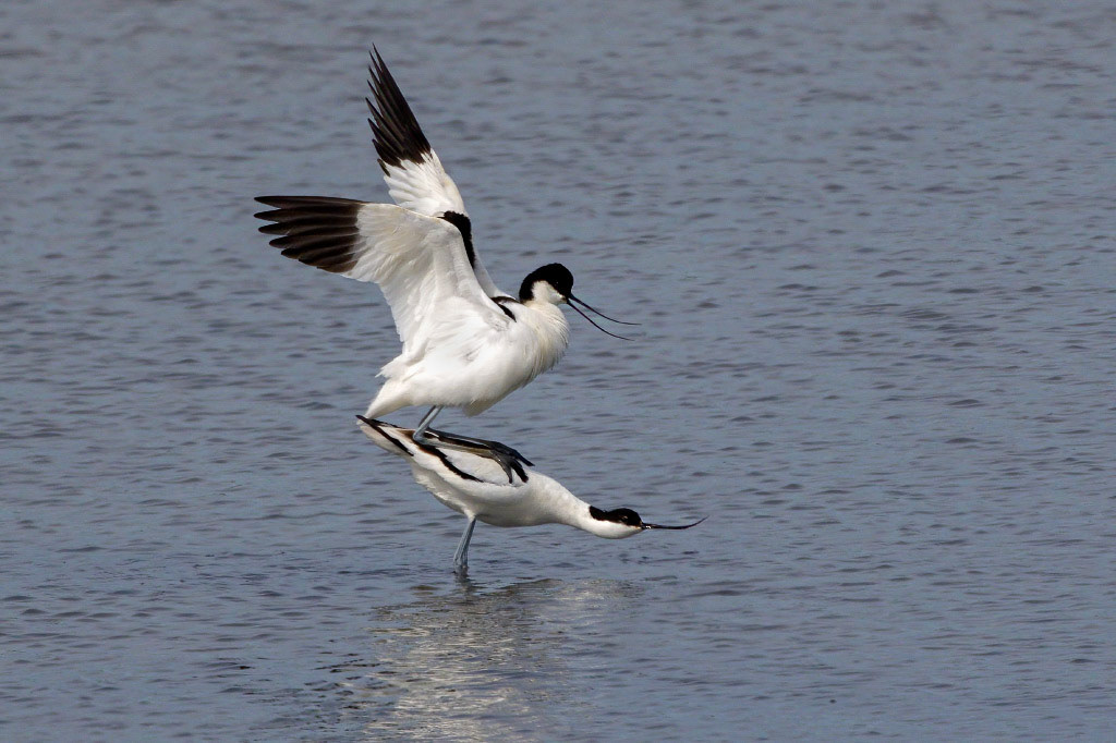 Avocet