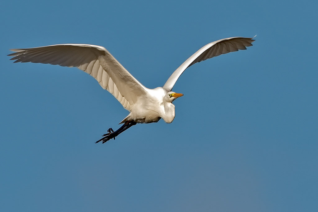 Great White Egret
