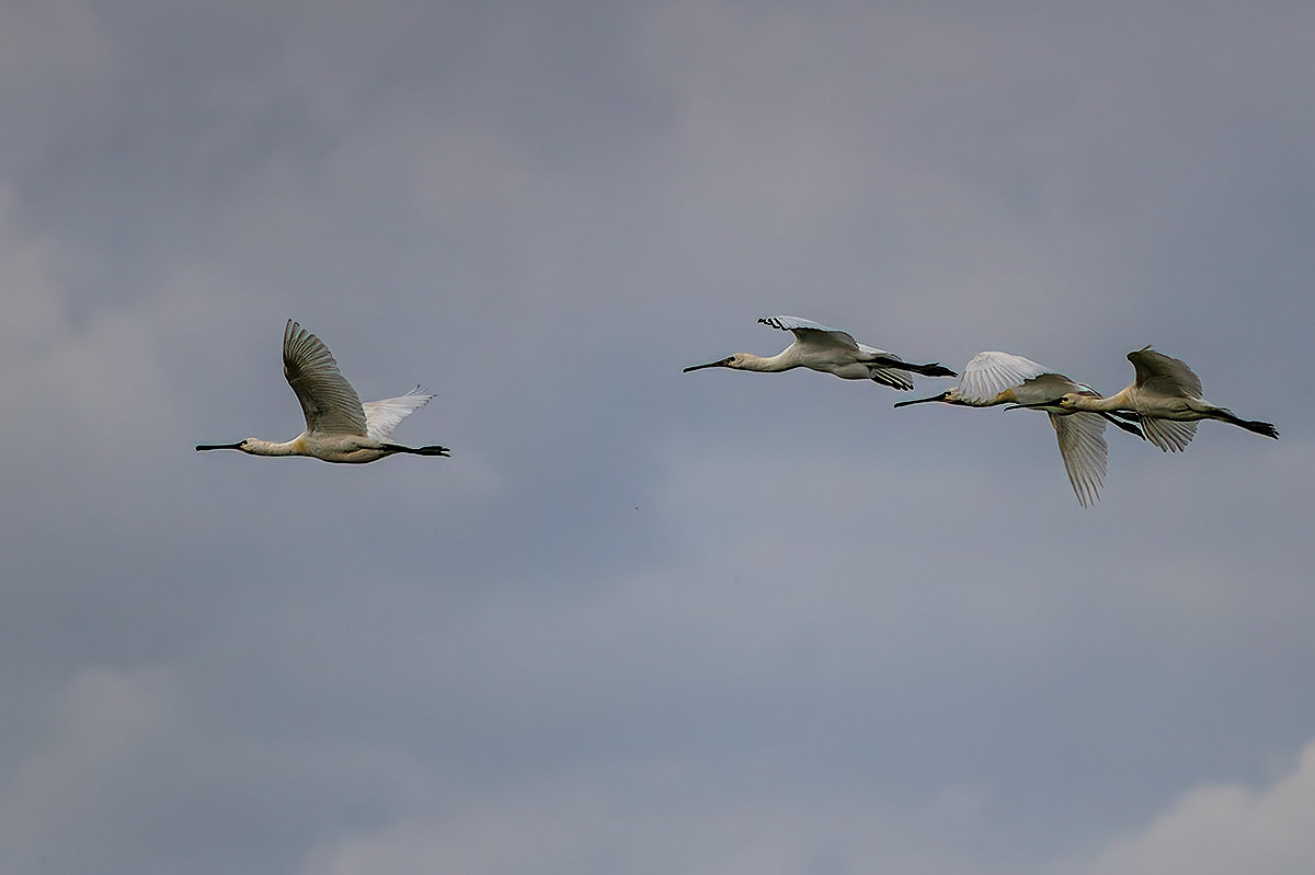Spoonbill