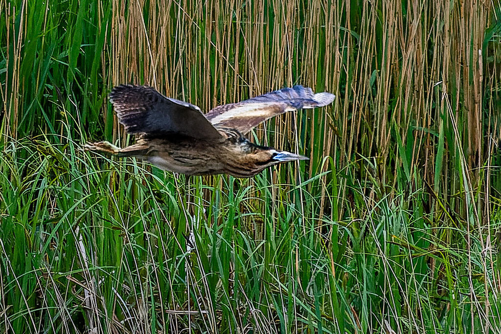 Bittern