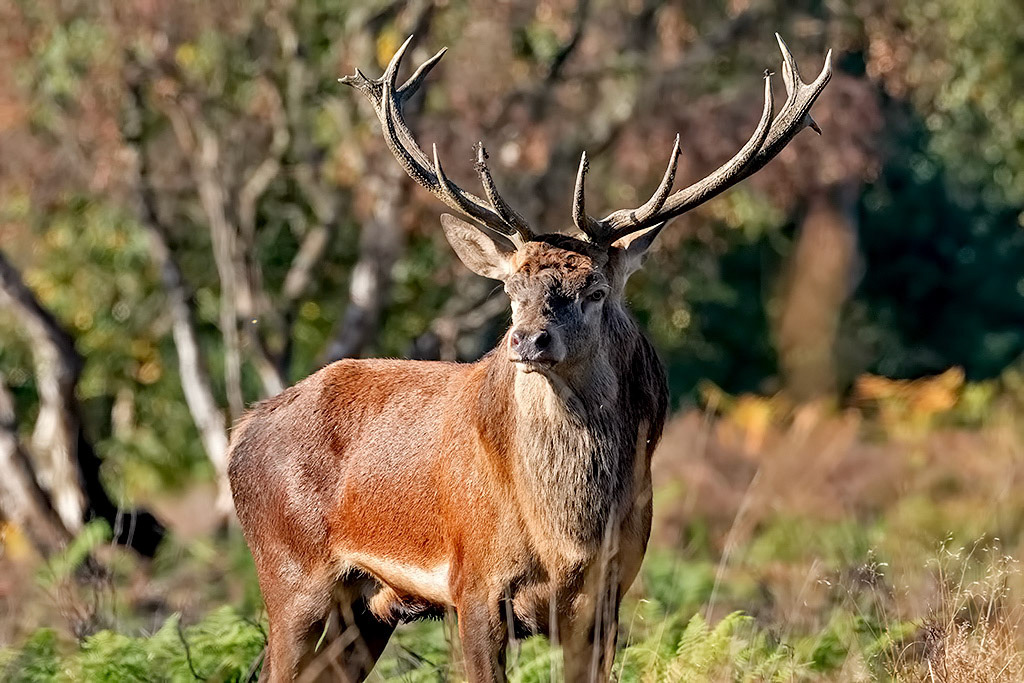 Red Deer