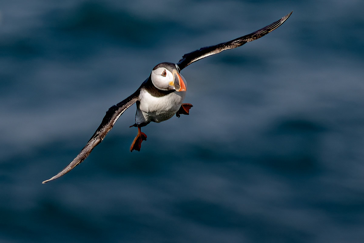 Puffin