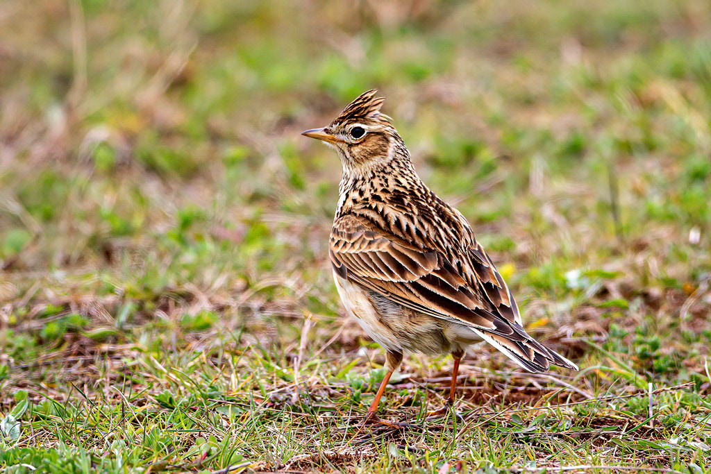 Skylark