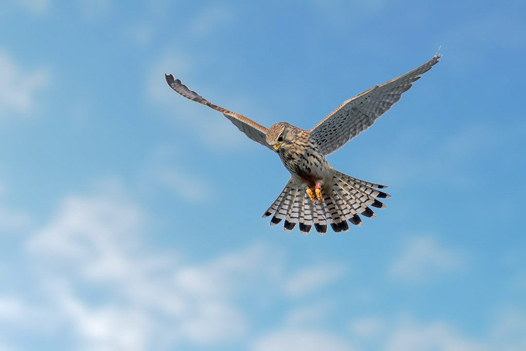 Kestrel