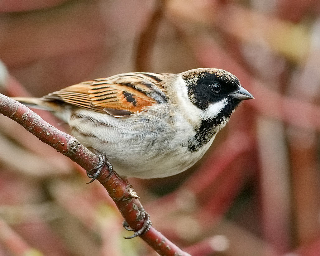 Reed Bunting