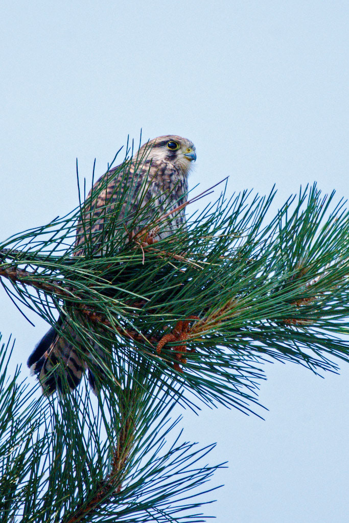 Kestrel