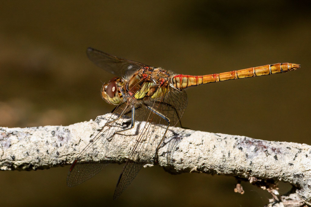 Common Darter