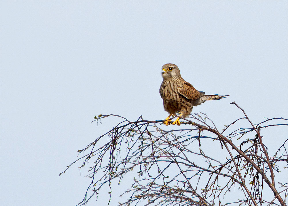 Kestrel