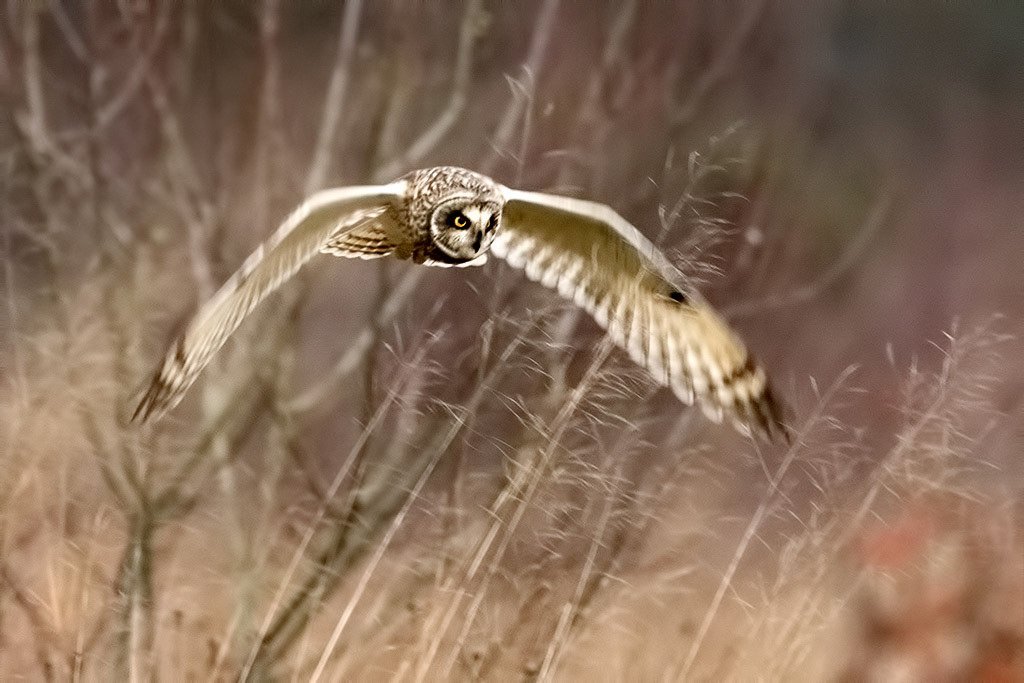 Short-eared Owl