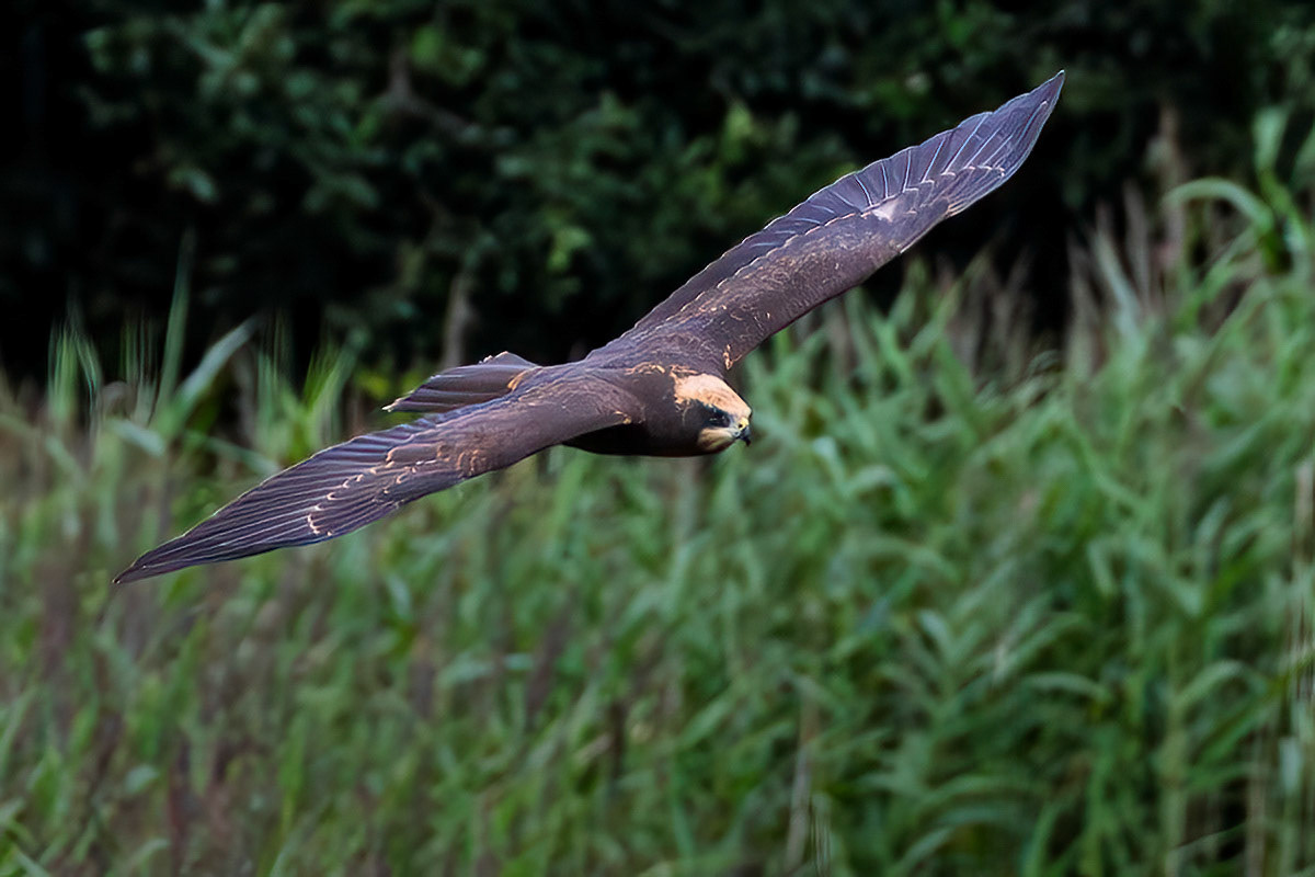Marsh Harrier