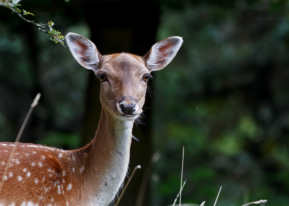 Fallow Deer