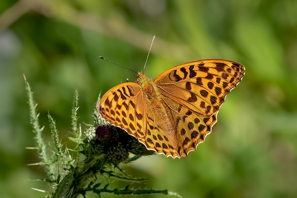 Silver-washed Fritillary
