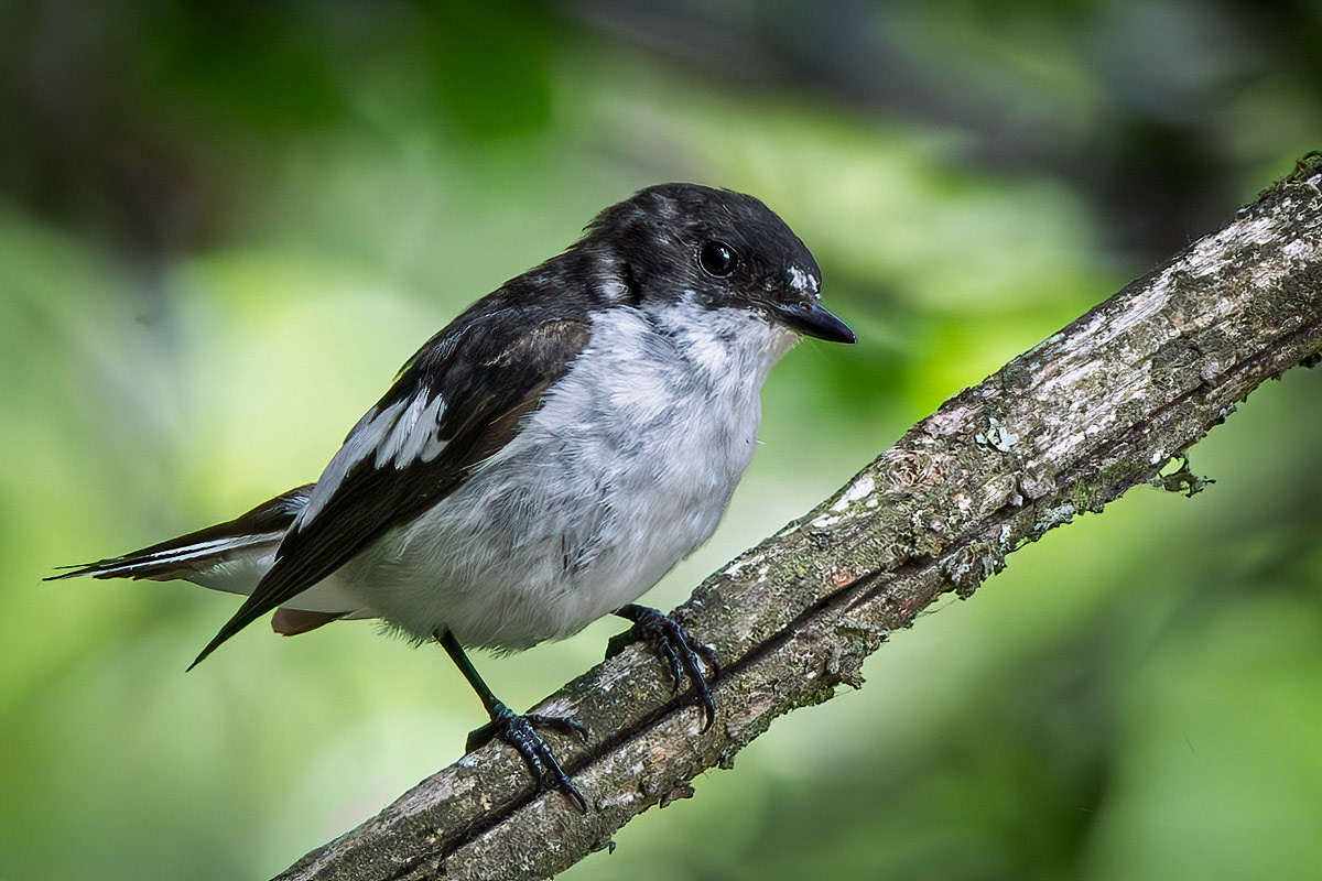 Pied Flycatcher