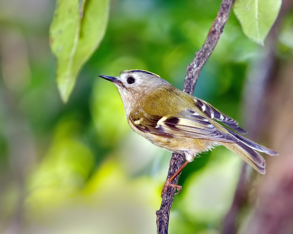 Goldcrest