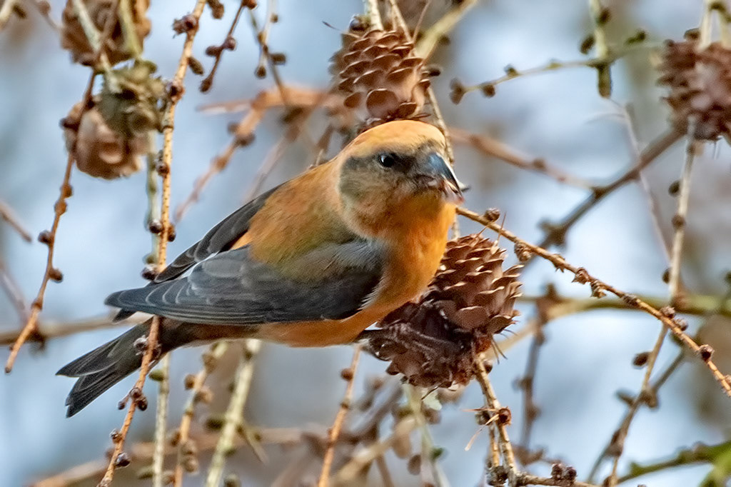 Crossbill