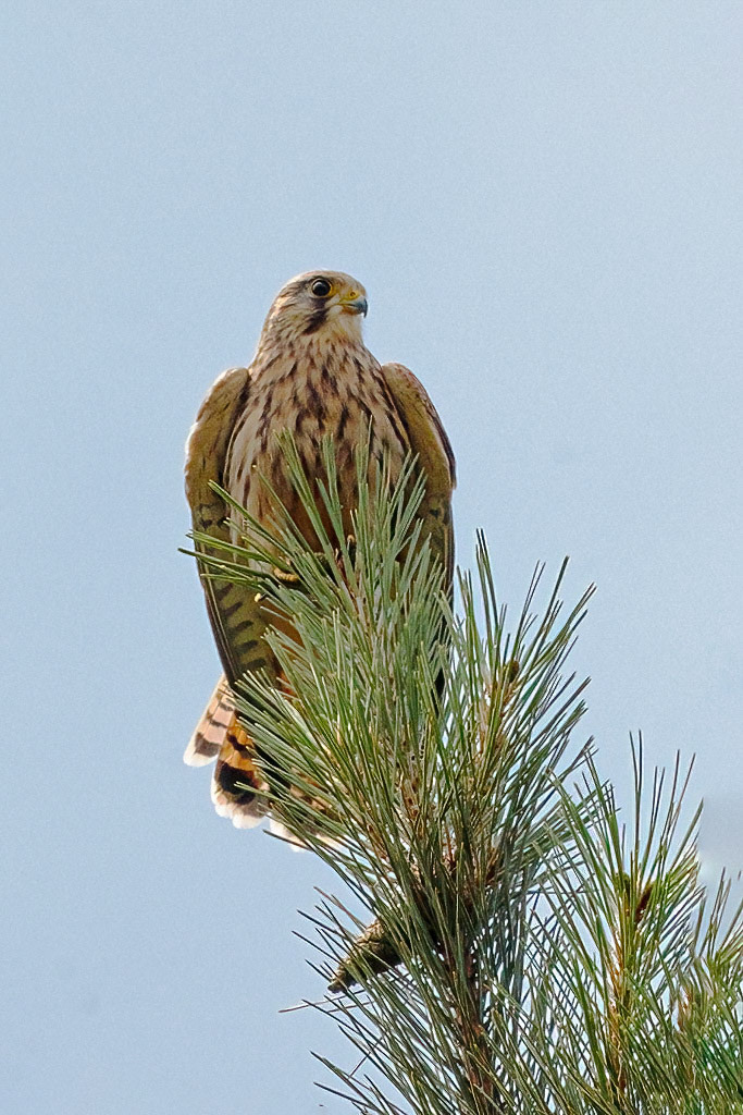Kestrel