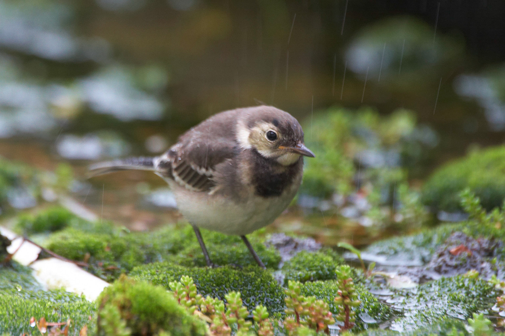 Pied Wagtail