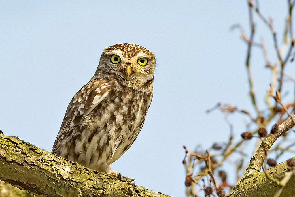 Little Owl