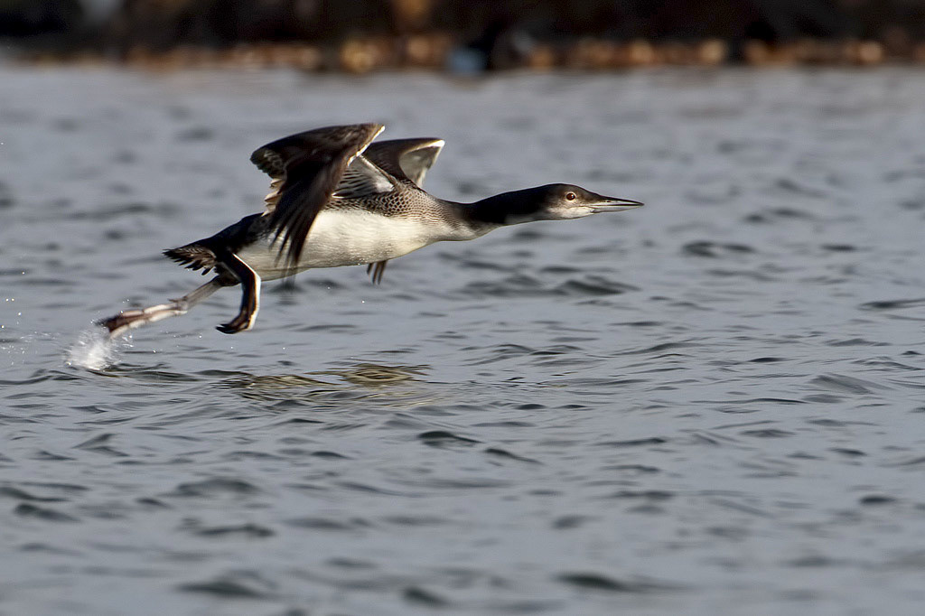 Great Northern Diver